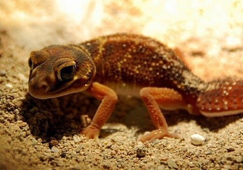 Glatter Grosskopfgecko