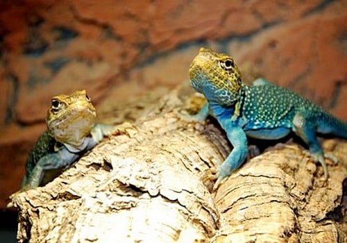 Praktikant:in gesucht 1 Wichita Halsbandleguan
