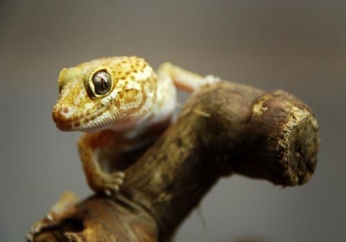Madagaskar Grosskopfgecko
