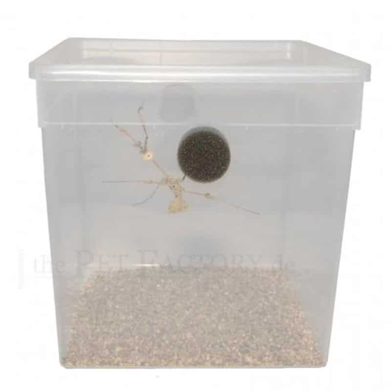 Braplast mit Lüftung