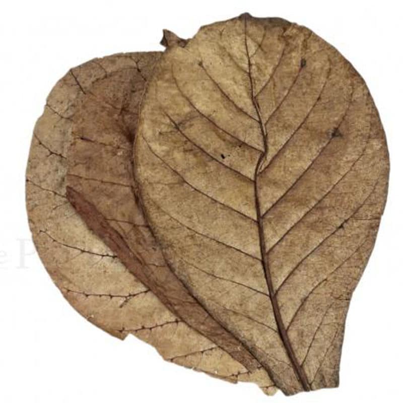 Seemandelbaumblätter