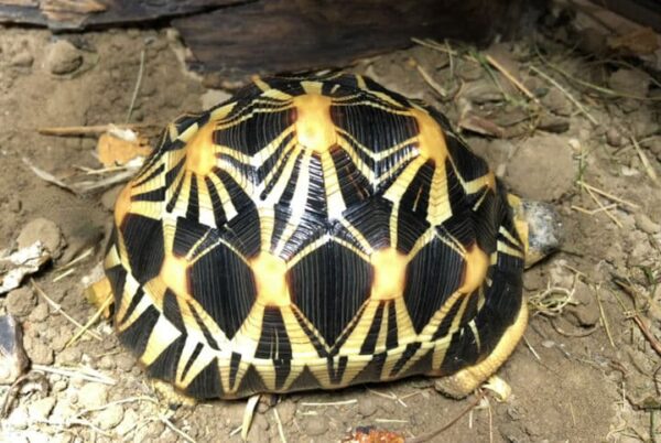 Schildkröten kaufen aus eigener Zucht in der Schweiz Terraristik