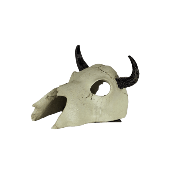 Büffelschädel mit schwarzen Hörnern