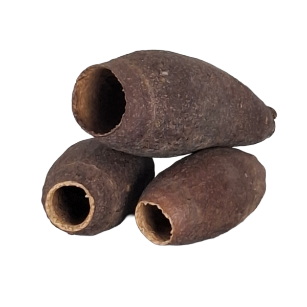 drei Jequitiba Früchte