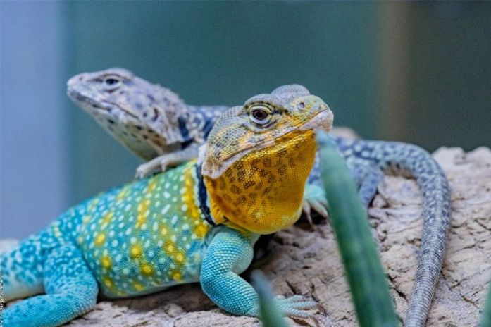 Praktikant:in gesucht 1 Zwei Wichita auf einem Stein.