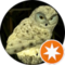 Bächi Avatar
